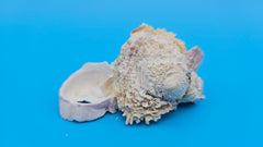 Small barnacle with Jewel Box shell specimen 3x2x1.5 coastal decor