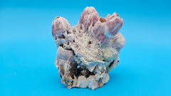 Barnacle with Jewel Box shell cluster specimen 4.5x3x3 coastal decor