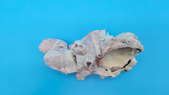 One-of-a-kind barnacle with scallop display shell – natural specimen for beach decor