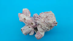 Coastal barnacle and clam shell decor – premium ocean display piece