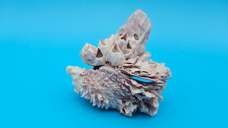 Petite barnacle and jewel box shell home décor accent