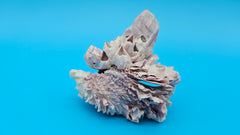 Petite barnacle and jewel box shell home décor accent