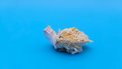 Pink barnacle with Jewel Box clam shell – compact collectible display