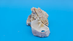 Pink barnacle with Jewel Box clam shell – compact natural decor