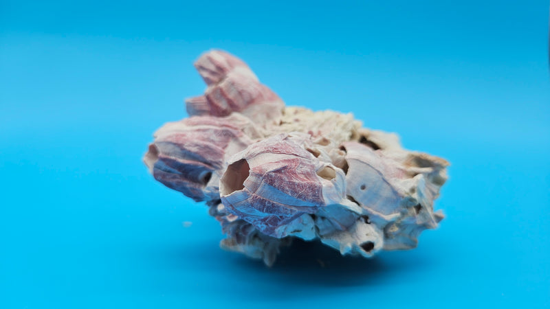 Ocean-formed barnacle cluster with Jewel Box shell – natural decor piece