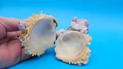 Barnacle cluster with Jewel Box shell – elegant natural sea specimen display