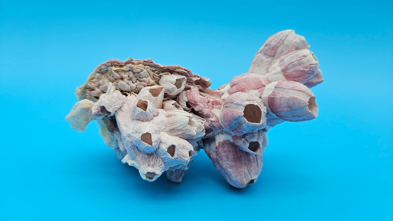 Barnacle and scallop shell specimen for ocean-inspired coastal living decor