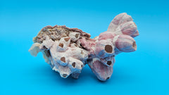 Barnacle and scallop shell specimen for ocean-inspired coastal living decor