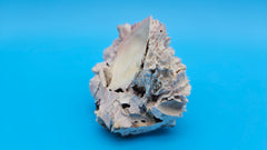 Premium barnacle and scallop display shell – natural specimen for coastal living spaces