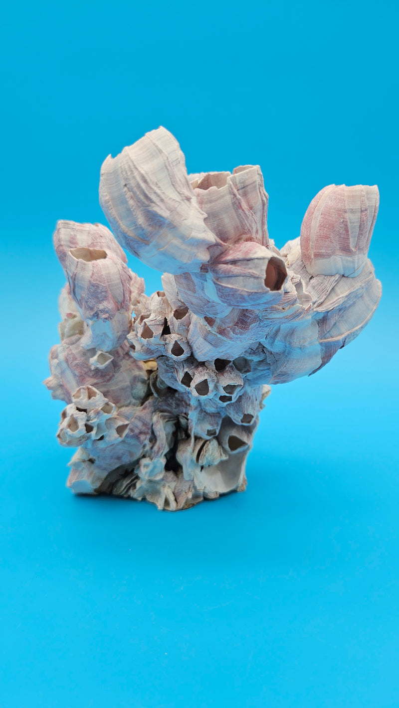 Barnacle and scallop shell display specimen for beach home