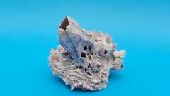 Small barnacle with jewel box shell natural coastal décor