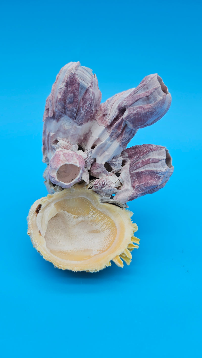 Barnacle with scallop display shell for coastal home decor specimen