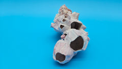 Authentic barnacle with scallop shell specimen – display-ready coastal home accent