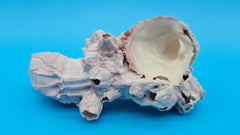 Natural barnacle cluster with scallop shell for coastal home decor – 6 inch specimen