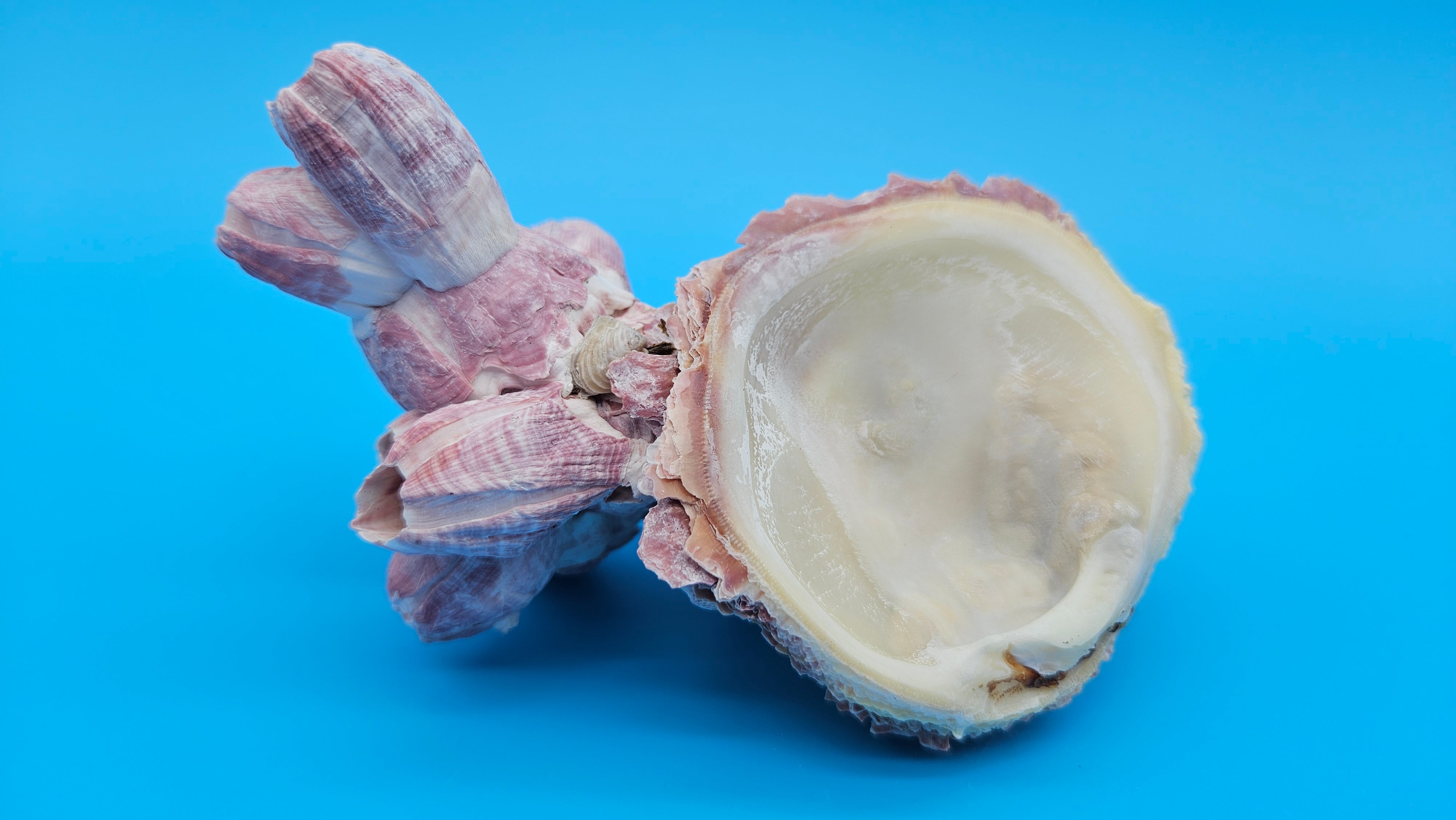 Barnacle with Scallop Display Shell – Premium Coastal Home Decor Speci ...