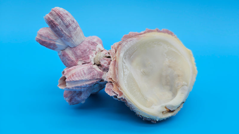 Barnacle with scallop shell display specimen for coastal home decor – natural ocean accent