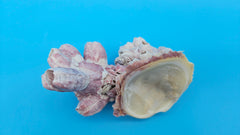 Barnacle with scallop display shell perfect for beach decor and ocean collections
