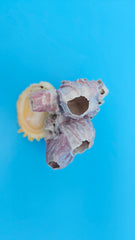 Seaside barnacle cluster and scallop natural shell home accent