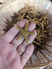 Single Bay Starfish resting in a hand.