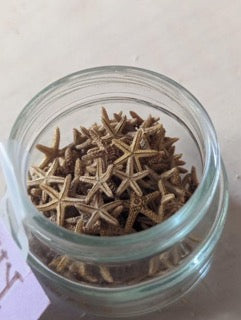 Jar filled with small Bay Starfish