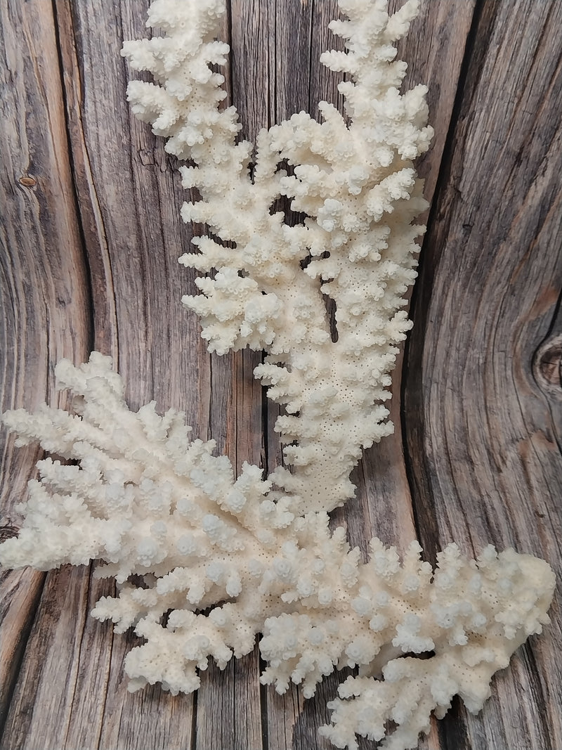 Two pieces of vintage Branch Coral laid out for display on a wood background.