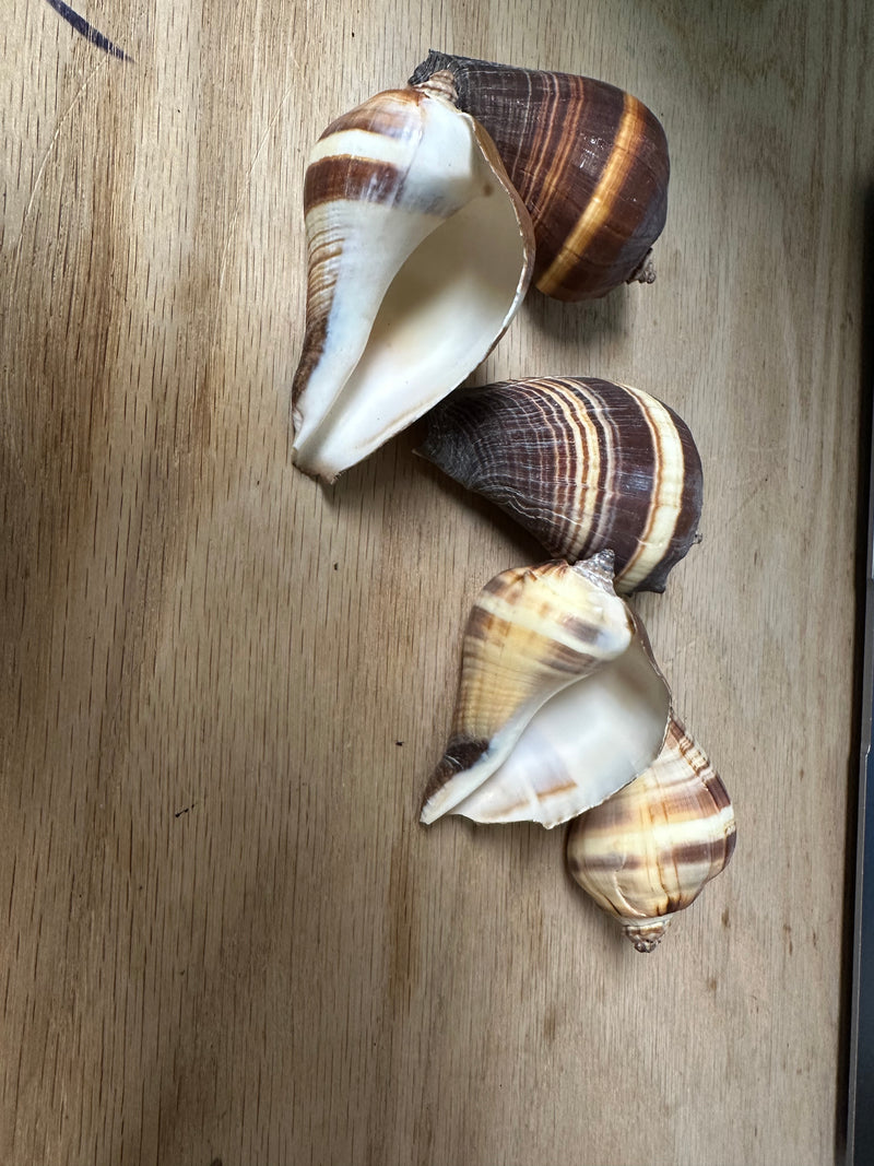 Both sides shown of the Pacific Crown Conch