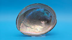 Black abalone display shell for coastal home decor - premium natural specimen