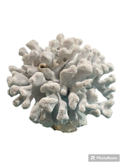 Vintage Blue Ridge Coral - 6 