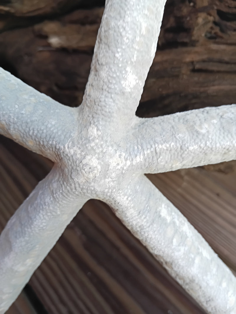Close-up of 15.75" Blue Linkia Starfish showing textured surface and rich blue tone