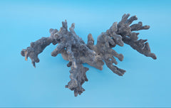 Blue Ridge Coral natural vintage marine treasure