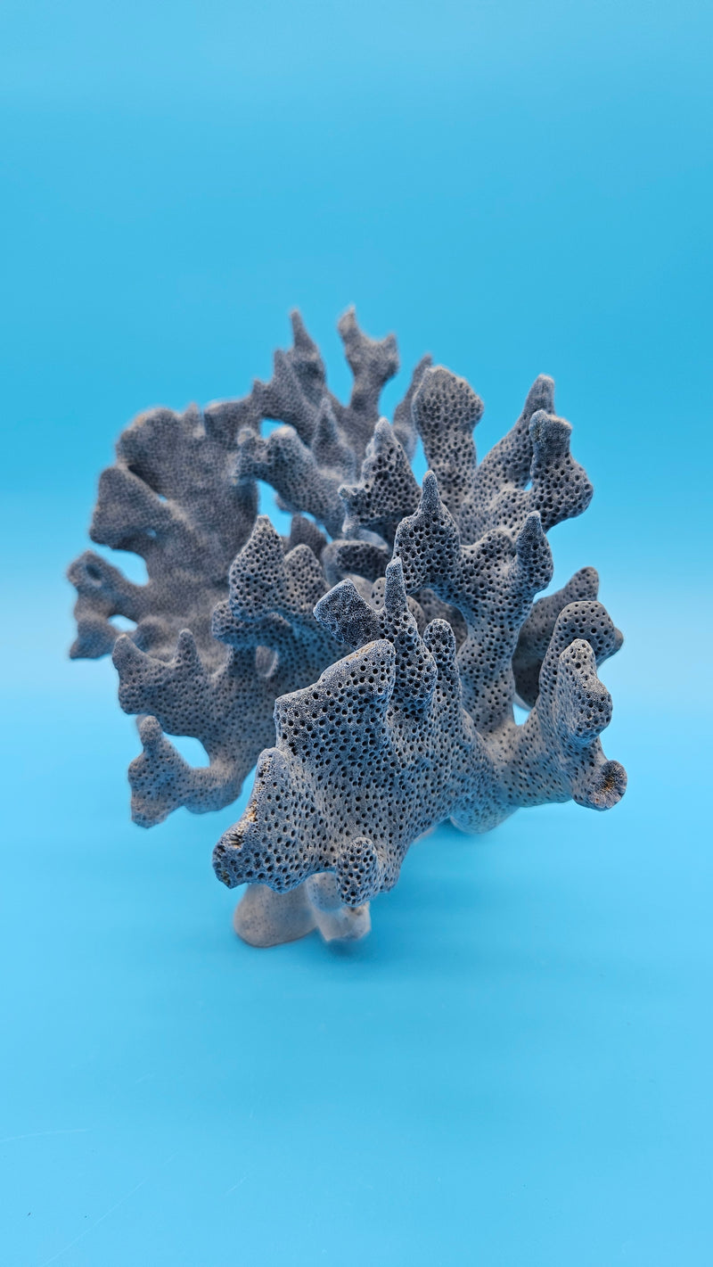 Blue Ridge Coral Heliopora coerulea vintage ocean display