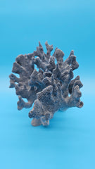 Blue Ridge Coral Heliopora coerulea vintage ocean display