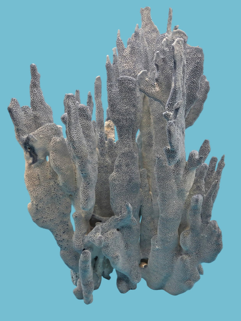 Full front view of the large Blue Ridge Coral specimen, showing its height and fine dotted texture, with a cell phone at the base for size reference.