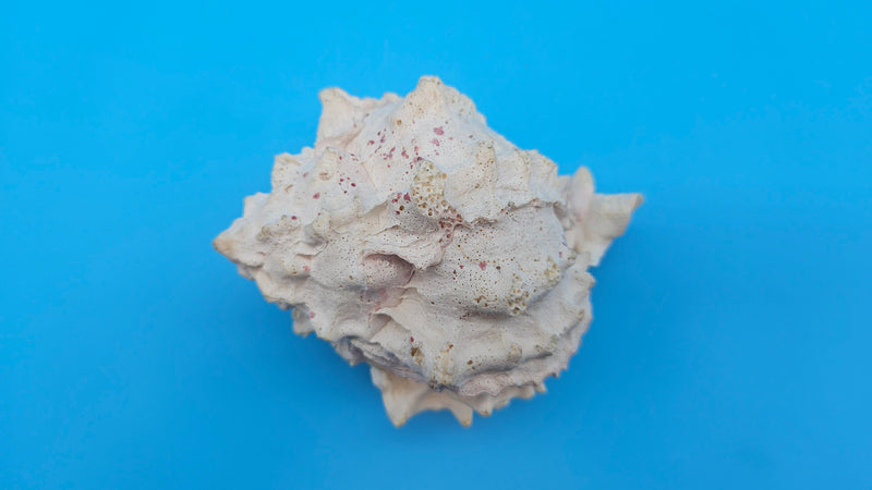 Pink-lipped murex shell with ivory exterior and coral-toned aperture