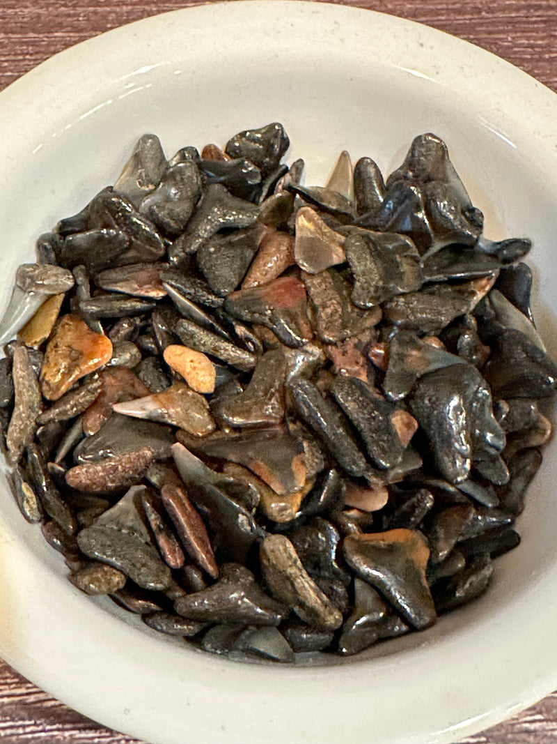 Bowl of fossilized shark teeth