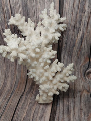 Single piece of vintage Branch Coral leaning against a wood background.