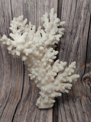 Vintage Branch Coral on a wood background showing the intricate branching structure.