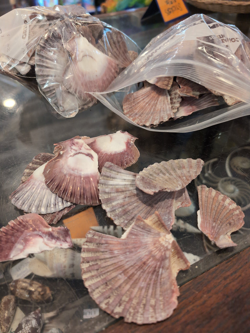 Broken pieces if Mexican Flat Scallop displayed coming out of a ziplock bag on a glass counter.