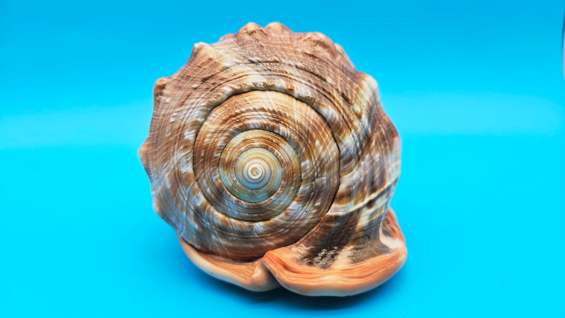 Select Bullmouth Helmet Shell (Cypraecassis rufa) - 7.25” x 5.25 ...