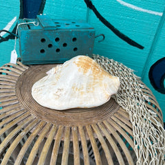 Strombus latissimus aka Milk Conch Shell