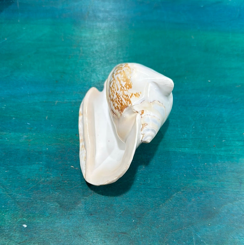 Strombus latissimus aka Milk Conch Shell, White