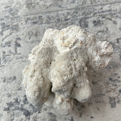 Vintage White Cauliflower Coral - 10