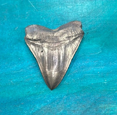 Bronze Megalodon Tooth