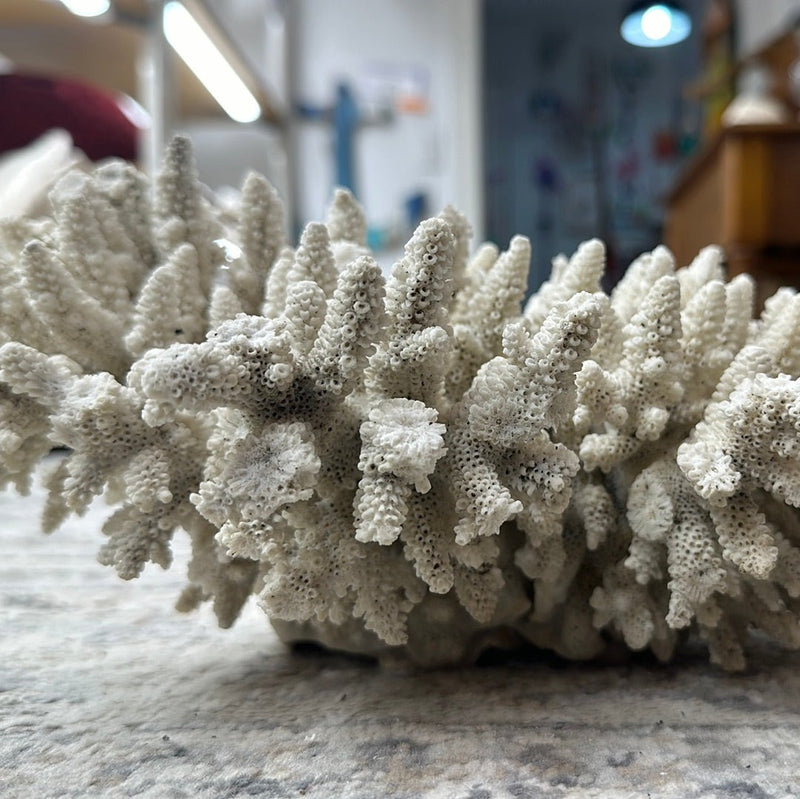 Vintage White Finger Coral - 12"x7"x5"