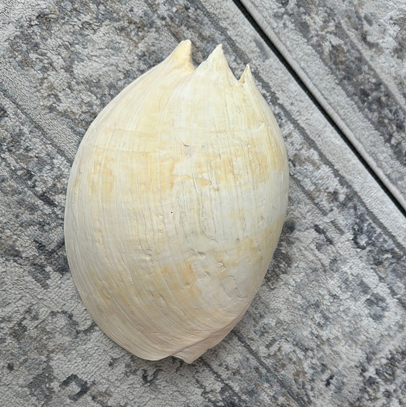 Extra Large Umbilicate Baler Melo Shell 13.5" Exact Shown