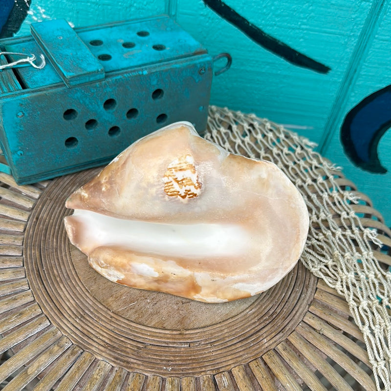 Strombus Latissimus Shell, aka Widest Pacific Conch, Natural