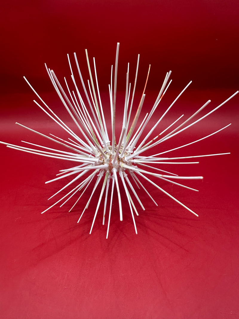 Caledonia deep water urchin with spines – Coelopleurus maculatus, approx. 6", very fragile