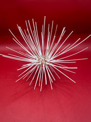 Caledonia deep water urchin with spines – Coelopleurus maculatus, approx. 6