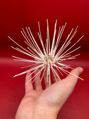 Caledonia deep water urchin with spines displayed on palm – Coelopleurus maculatus