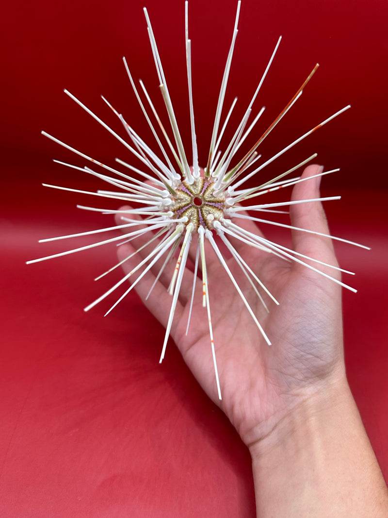 Caledonia deep water urchin with spines shown in hand – Coelopleurus maculatus